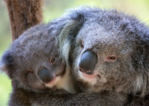 Healesville Sanctuary