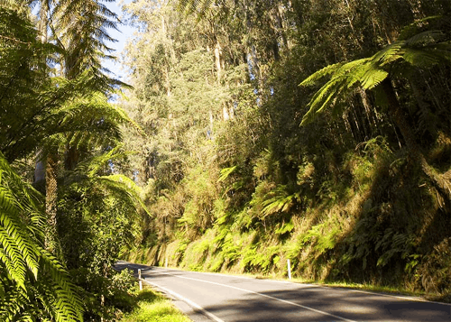 West Gippsland Hinterland Drive